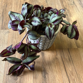 Tradescantia ‘Zebrina’