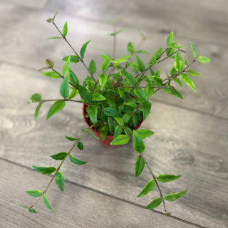 Hoya lanceolata 'Bella'