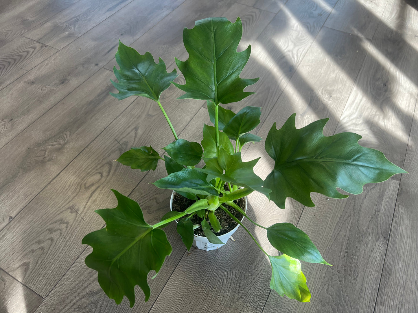 Philodendron warscewiczii