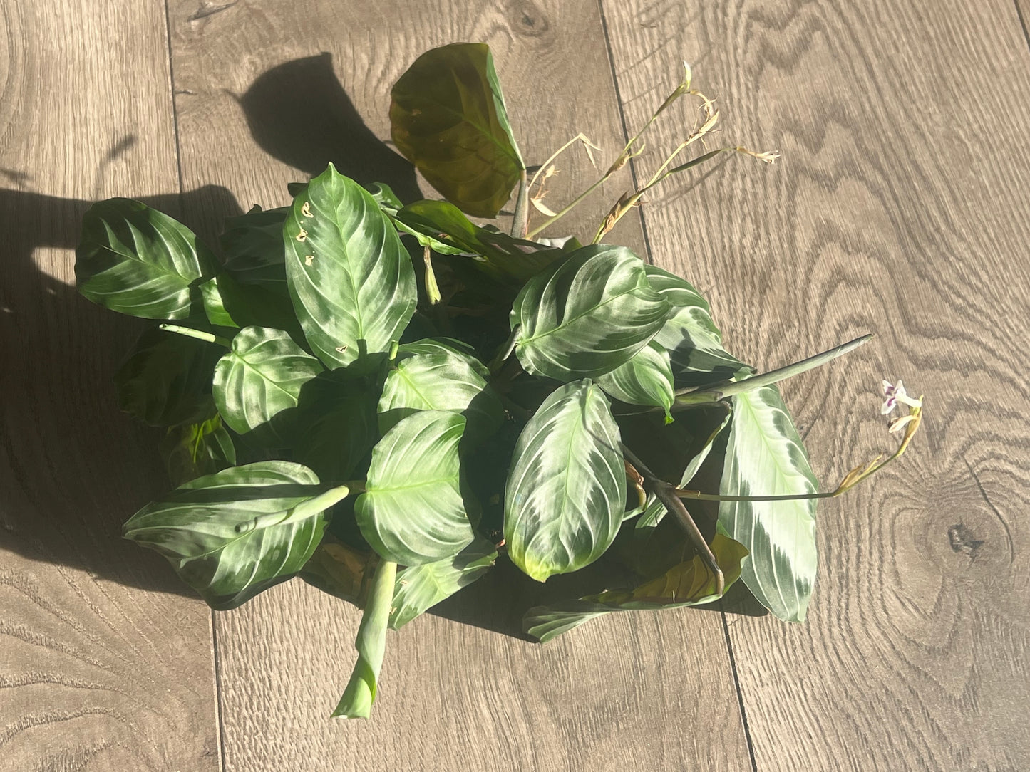 Maranta 'Prayer Plant Silver Band'