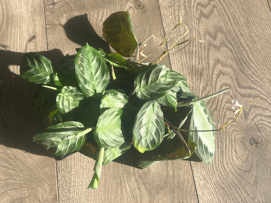 Maranta 'Prayer Plant Silver Band'