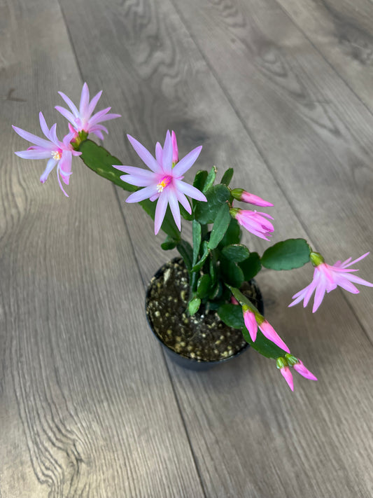 Rhipsalidopsis gaertneri 'Pink Easter Cactus'