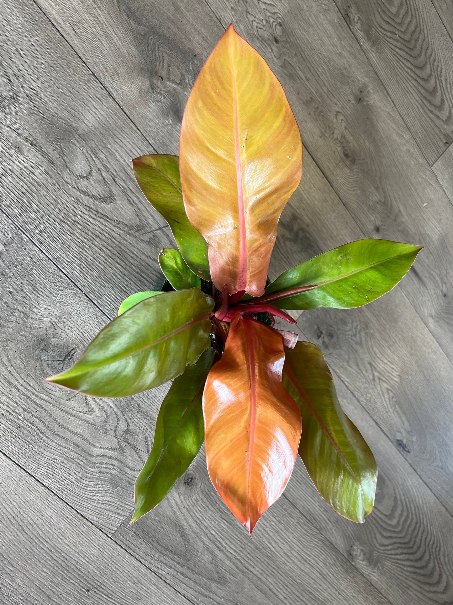 Philodendron 'Prince of Orange'