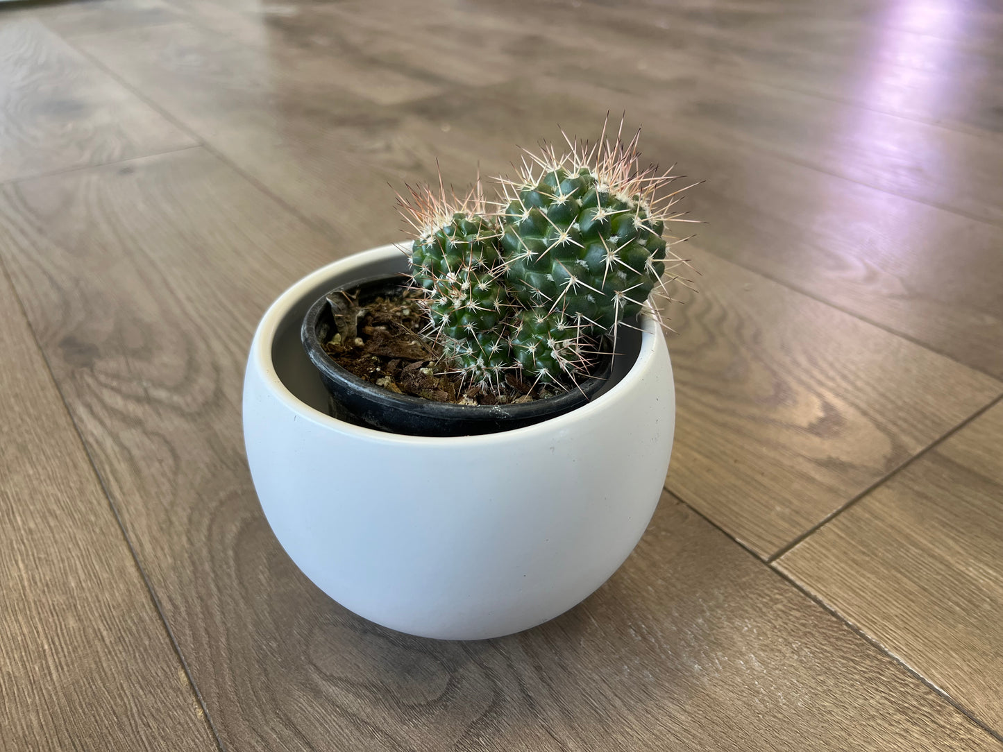 Mammillaria polythele cactus