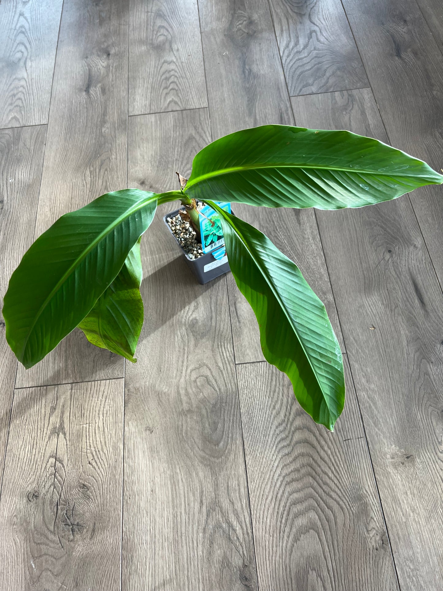 Musa Basjoo ‘Japanese Banana’