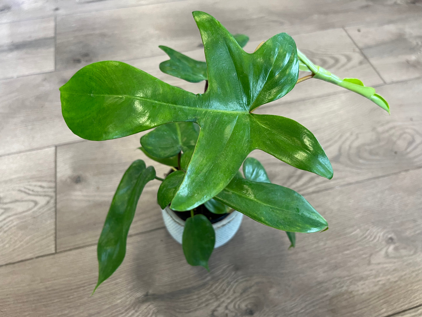 Philodendron 'Florida Green'