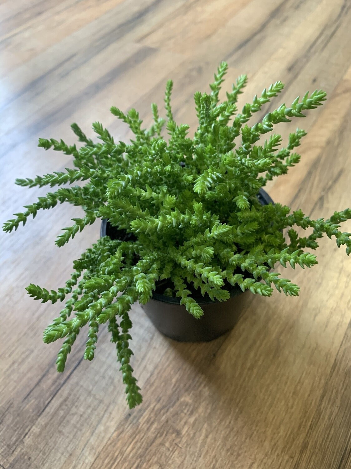Crassula pseudolycopodiodes 'Medusa Watchchain'