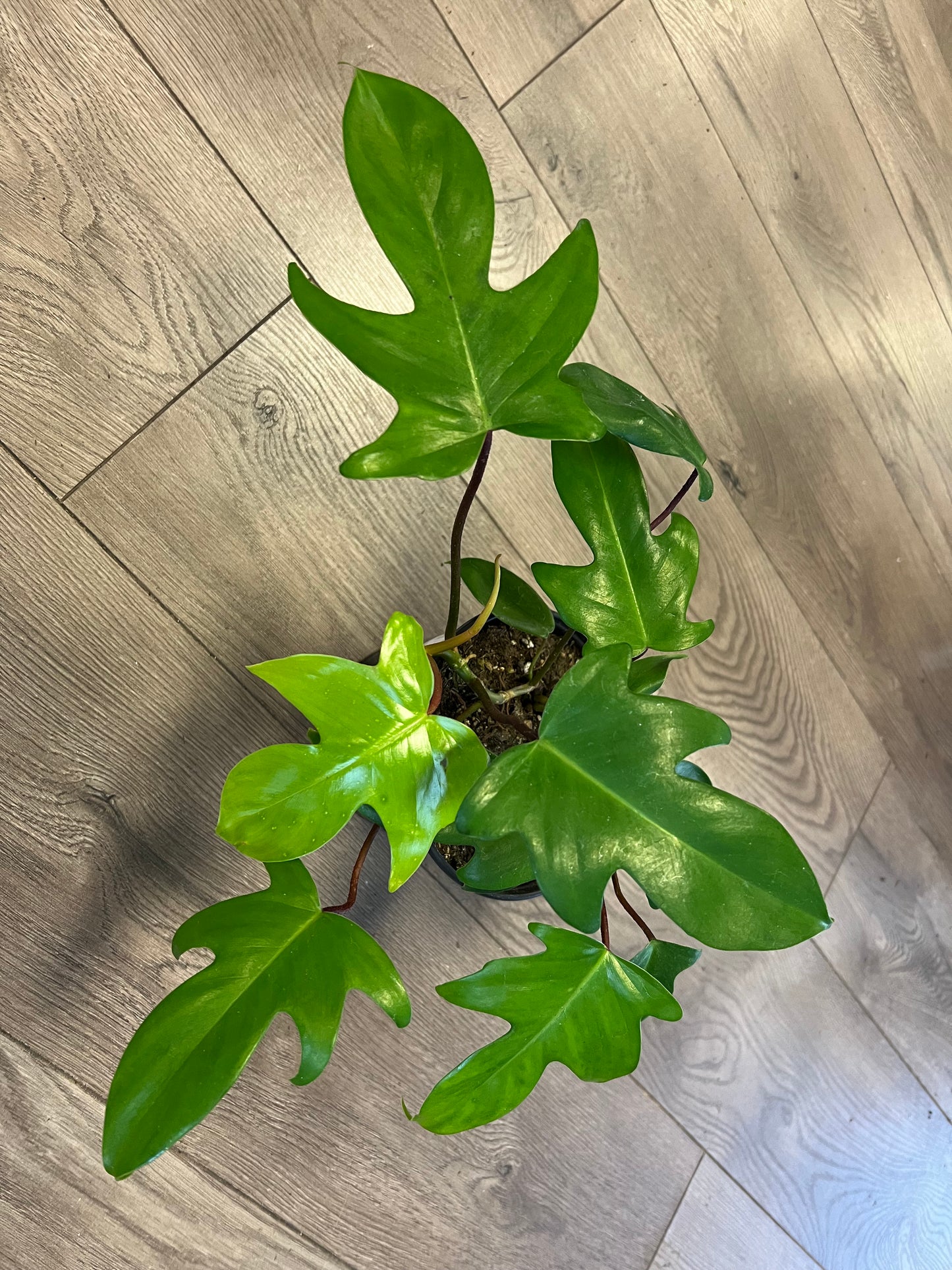Philodendron 'Florida Green'