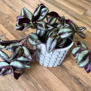 Tradescantia ‘Zebrina’