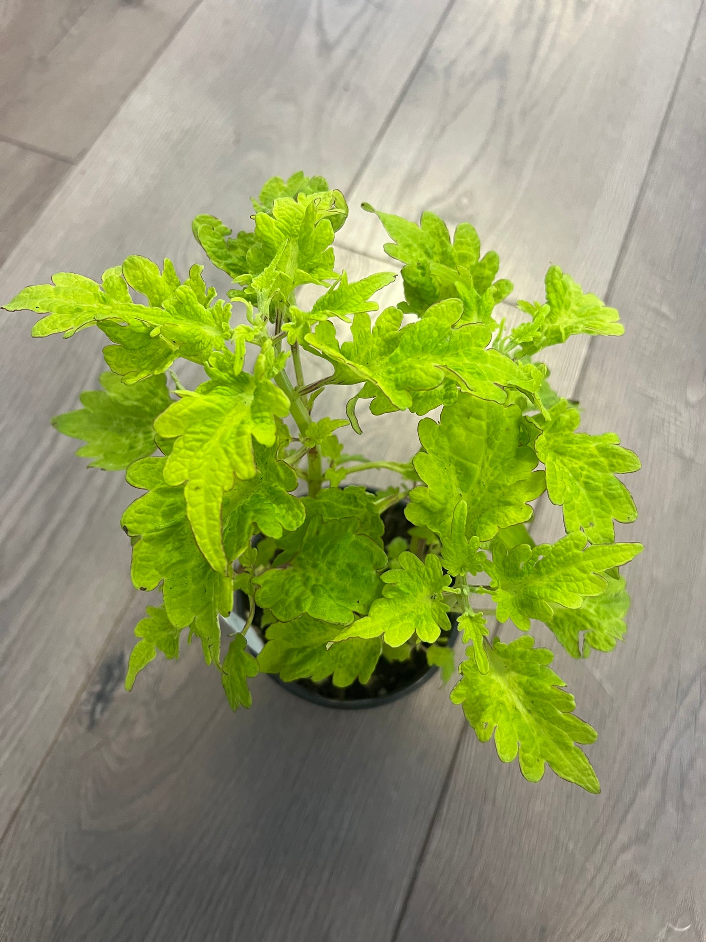 Coleus 'Green Lantern'