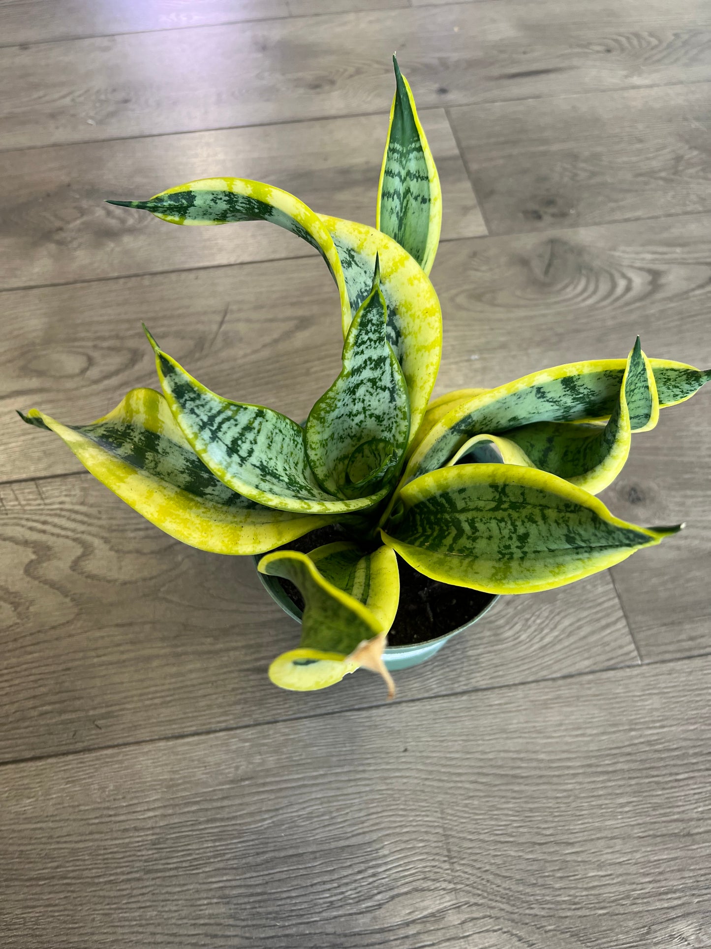 Sansevieria 'Twisted Sister'