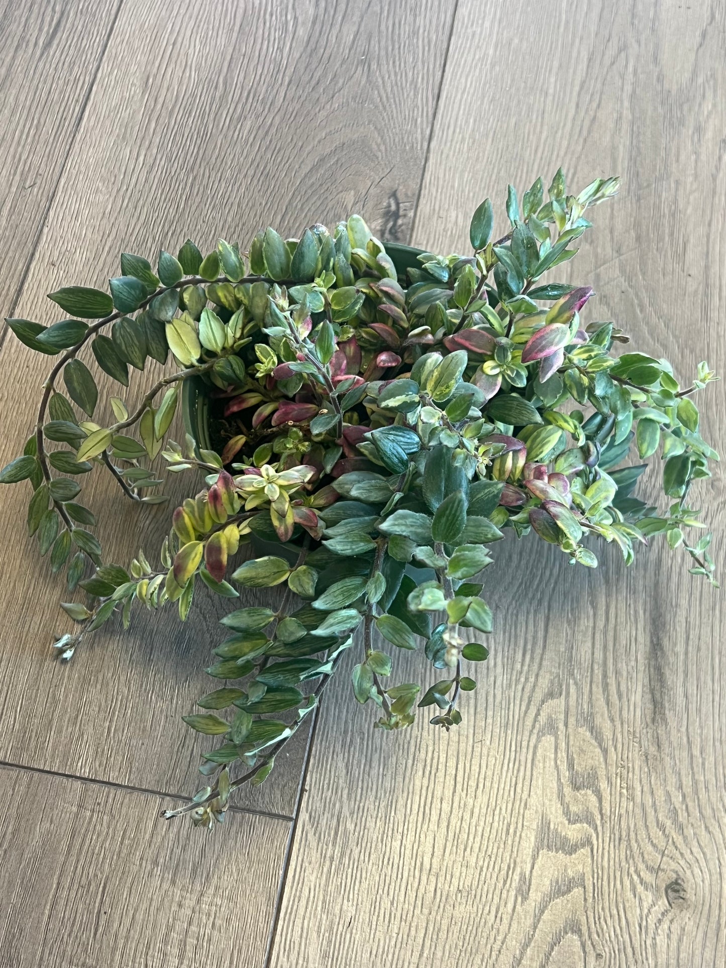 Aeschynanthus 'Bolero Bicolor lipstick'