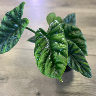 Alocasia 'Quilted Dream'