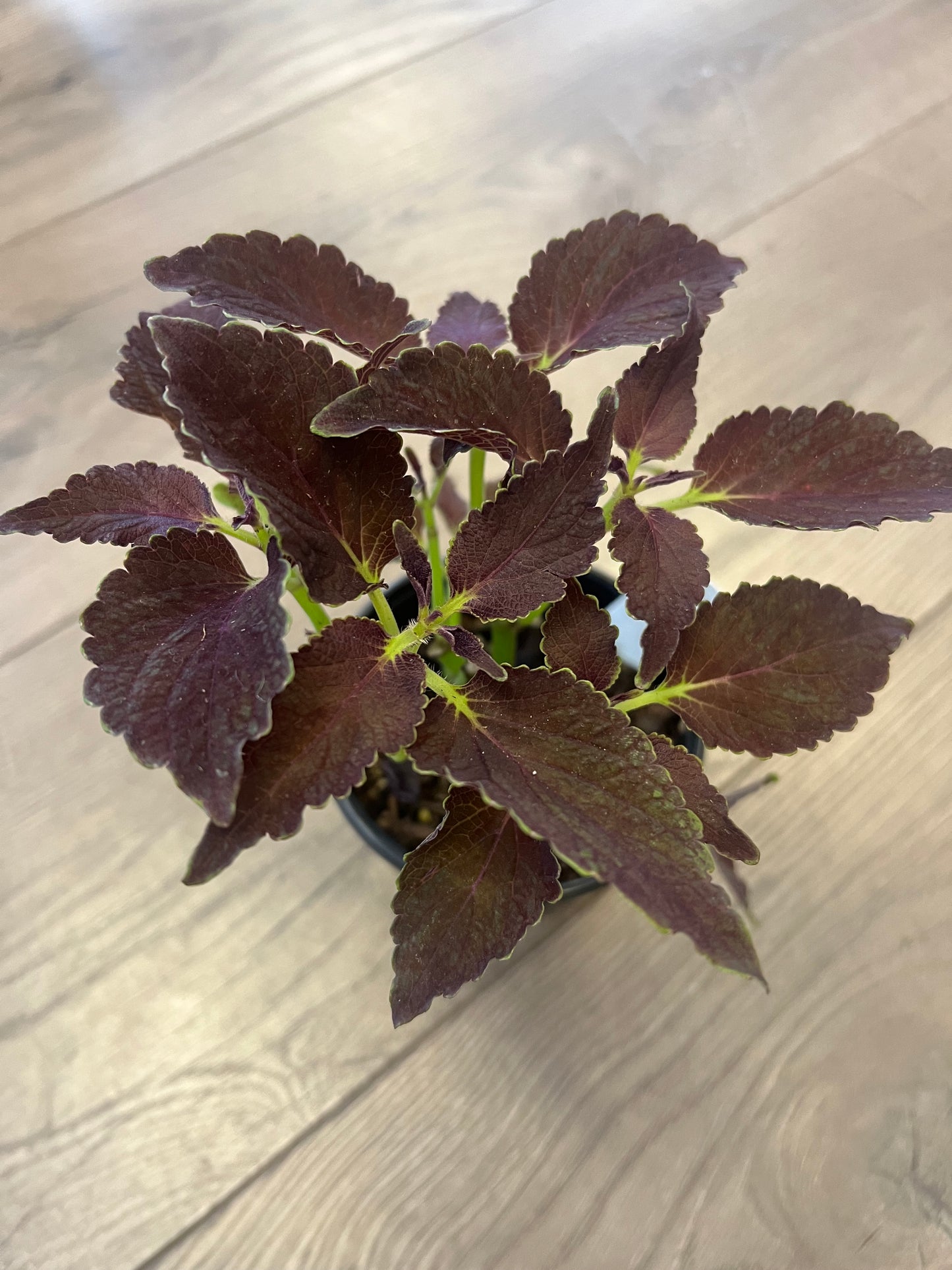 Coleus 'Chocolate Mint'