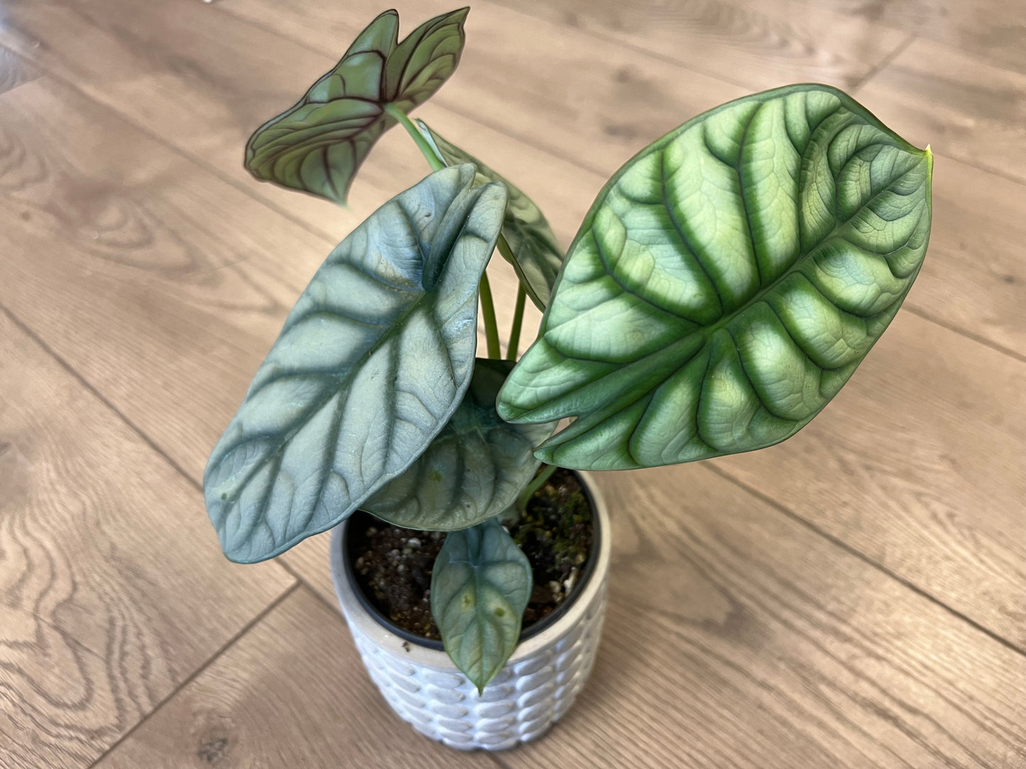 Alocasia 'Silver dragon scale'
