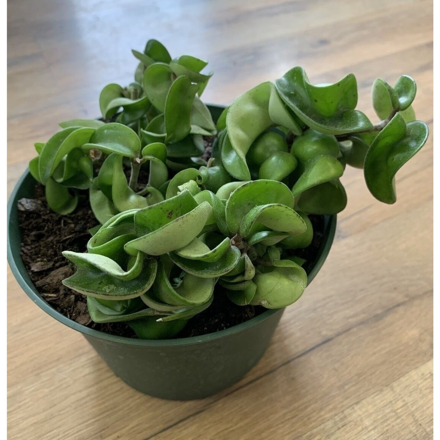 Hoya 'Compacta rope'