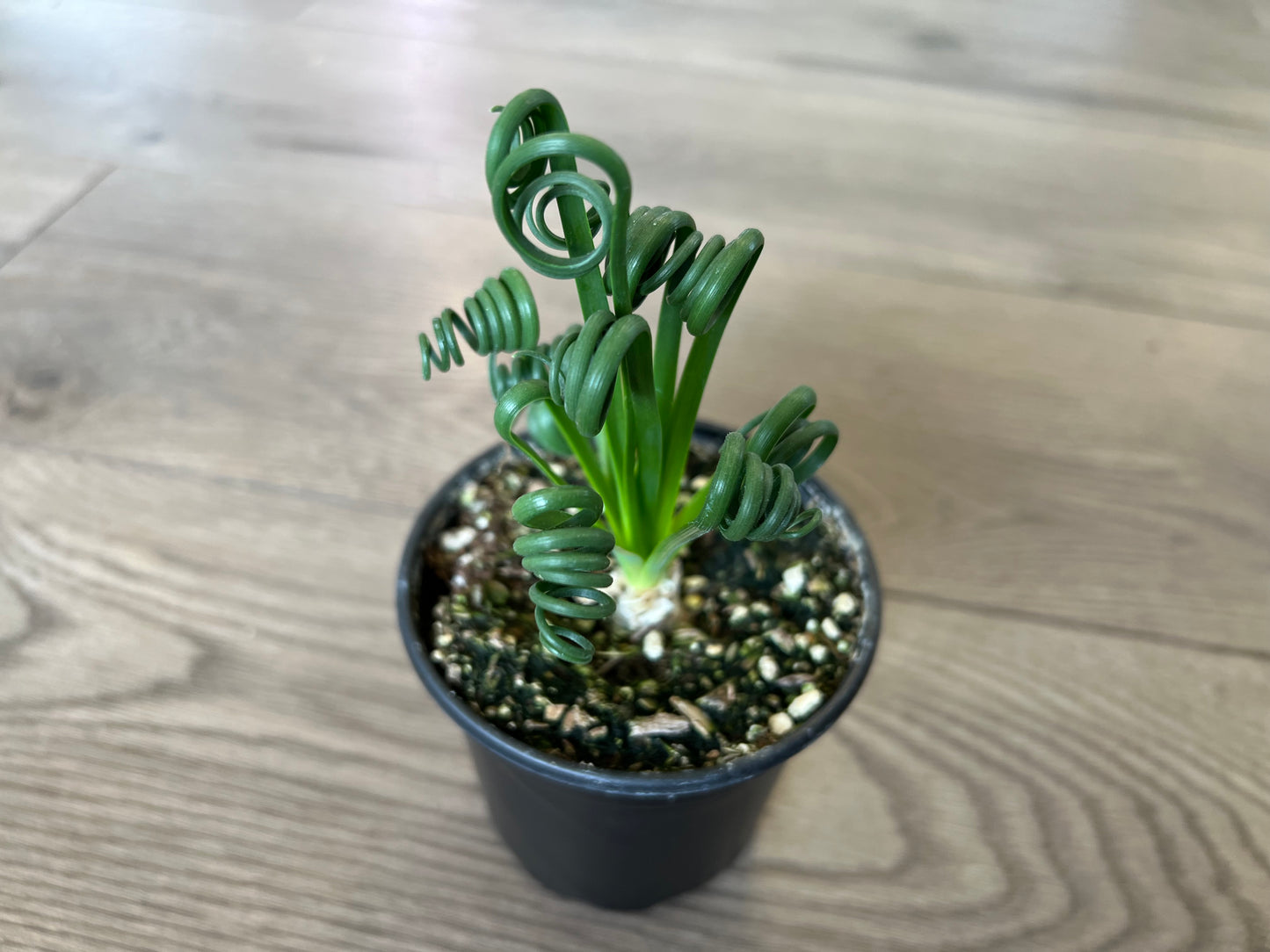 Albums spiralis 'Frizzle Sizzle'