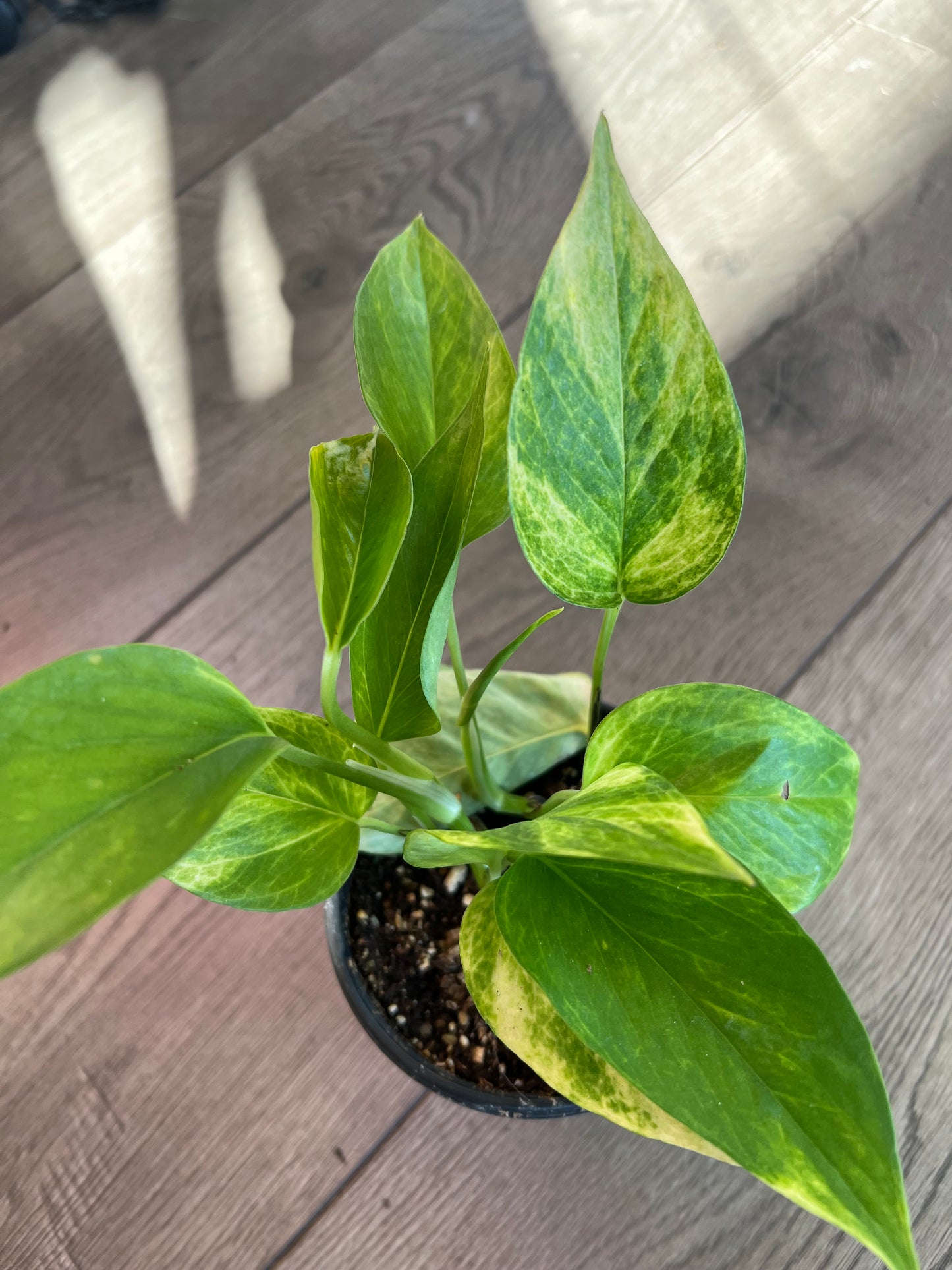 Epipremnum aur. 'Sunshine Goddess Pothos'