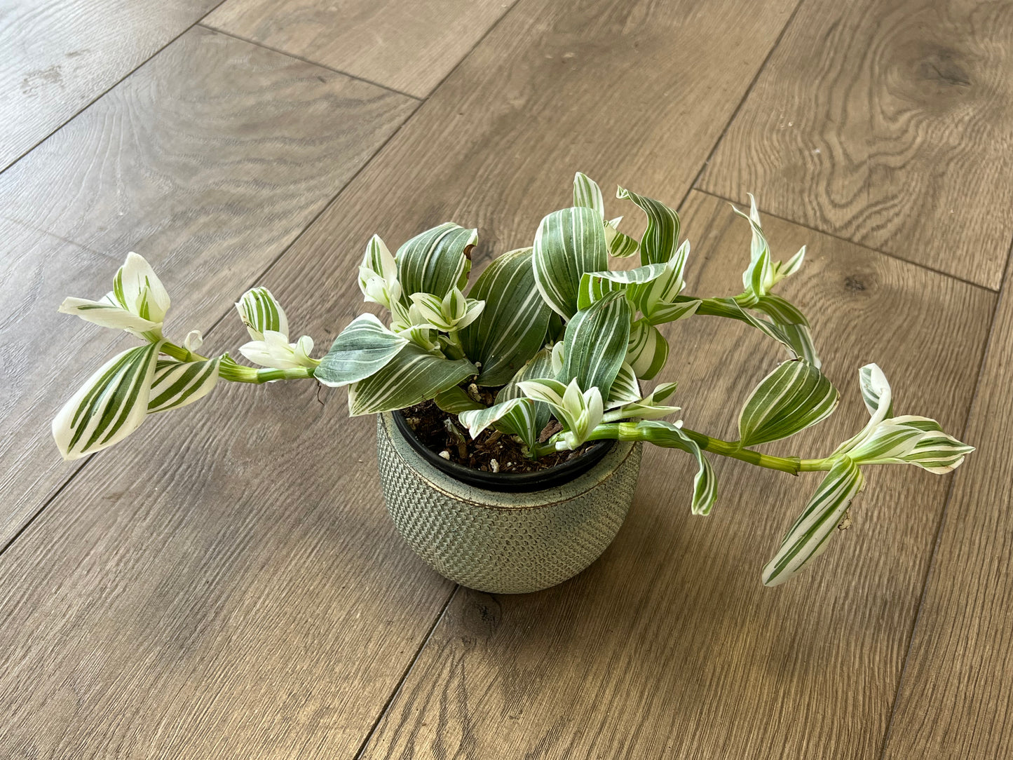 Tradescantia 'Pistachio’