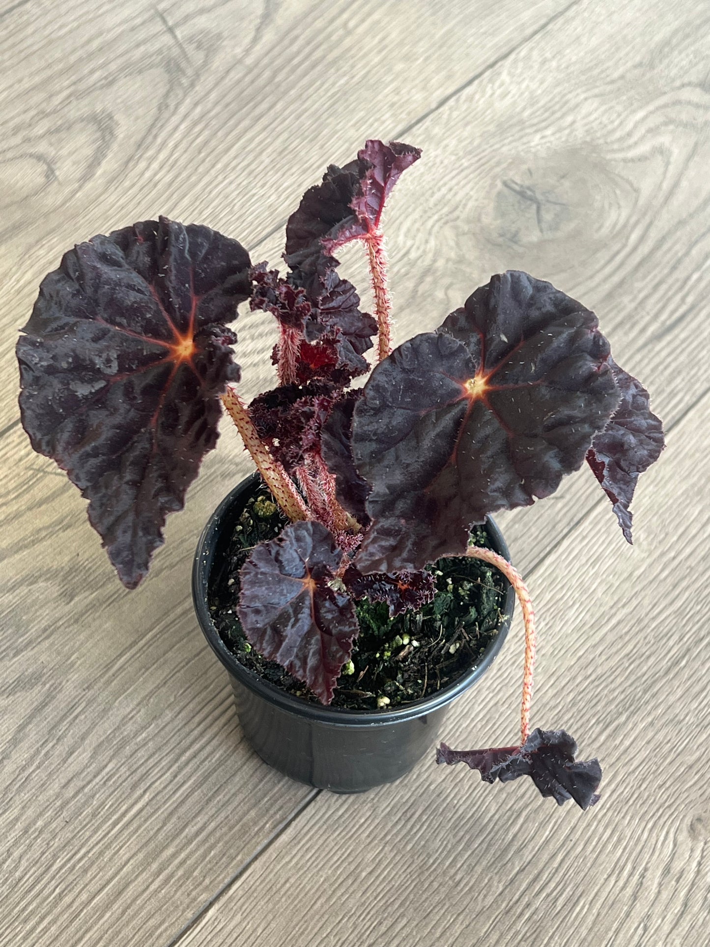Begonia rex 'Madame O'Reilly'