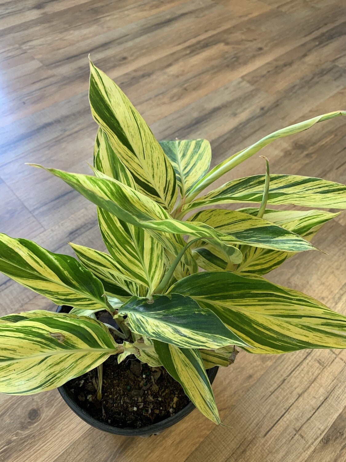 Alpinia zerumbet 'Ginger Variega'