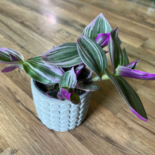 Tradescantia albiflora 'Nanouk'