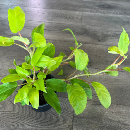 Philodendron 'Golden Goddess'