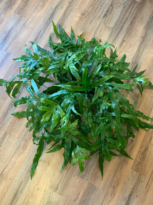 Microsorum diversifolium 'Kangaroo Paw Fern'