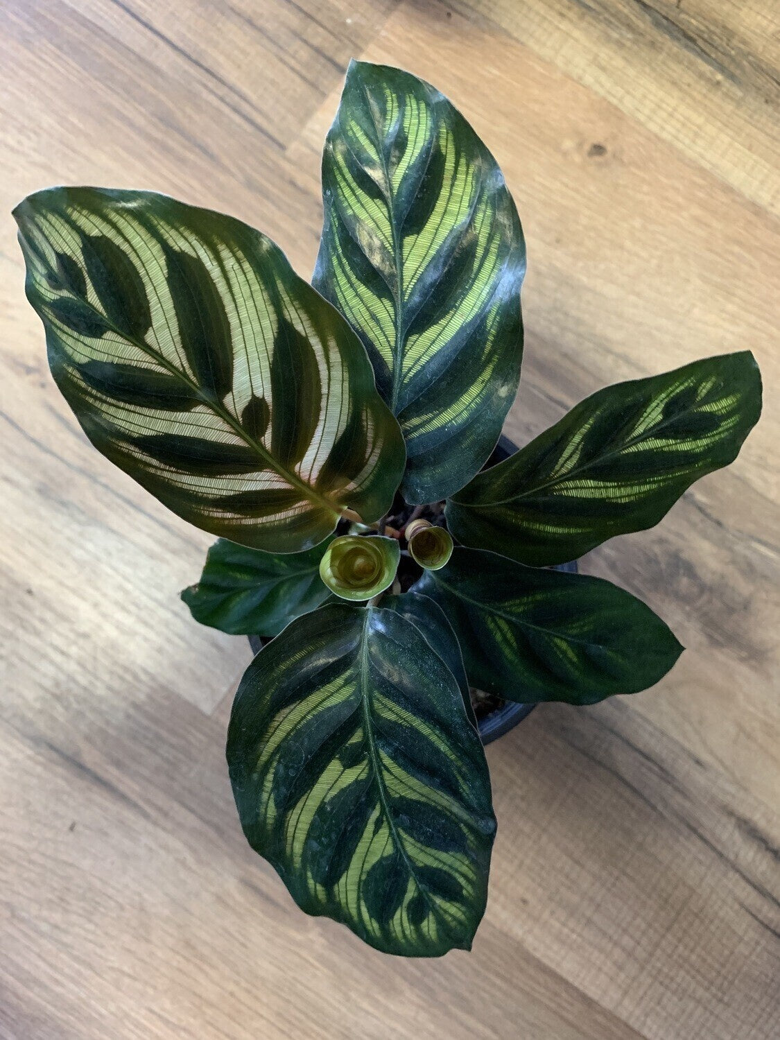 Calathea makoyana