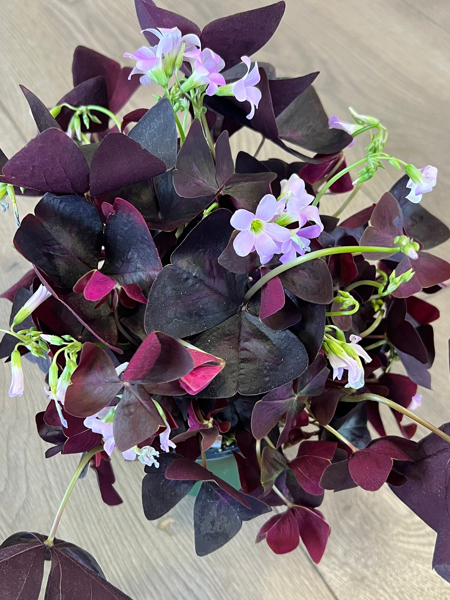 Oxalis Purple