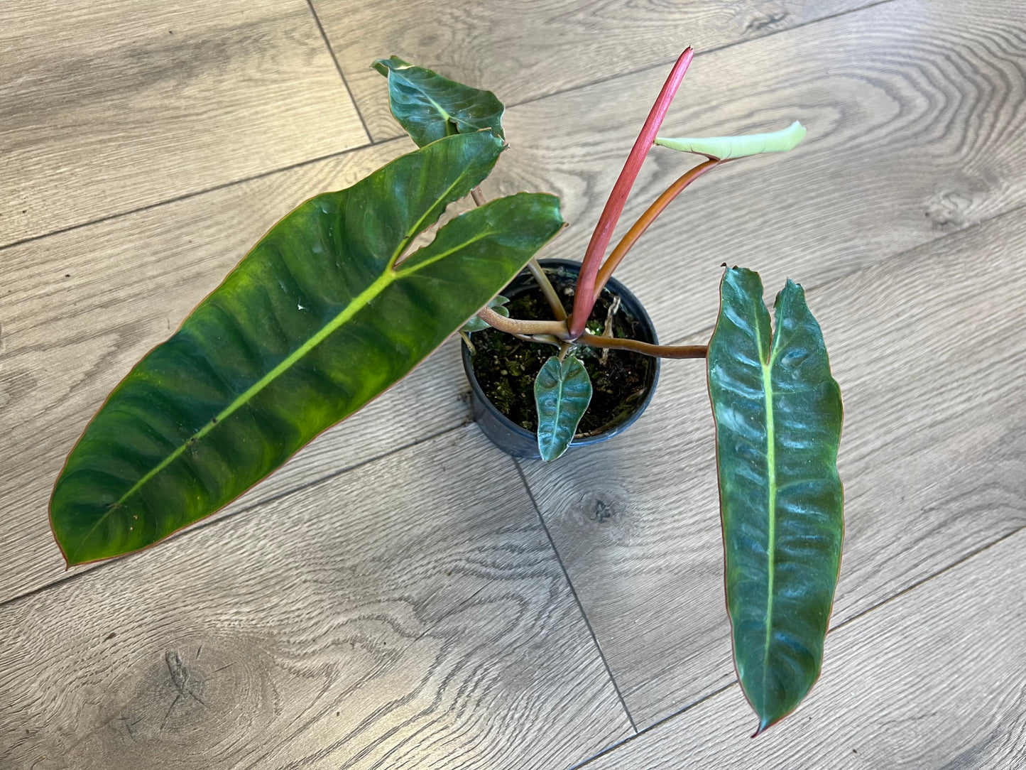 Philodendron 'Billietia'
