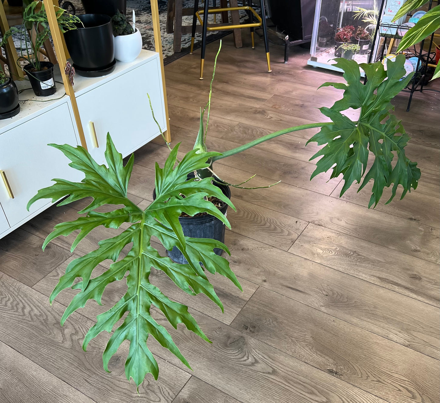 Philodendron warscewiczii