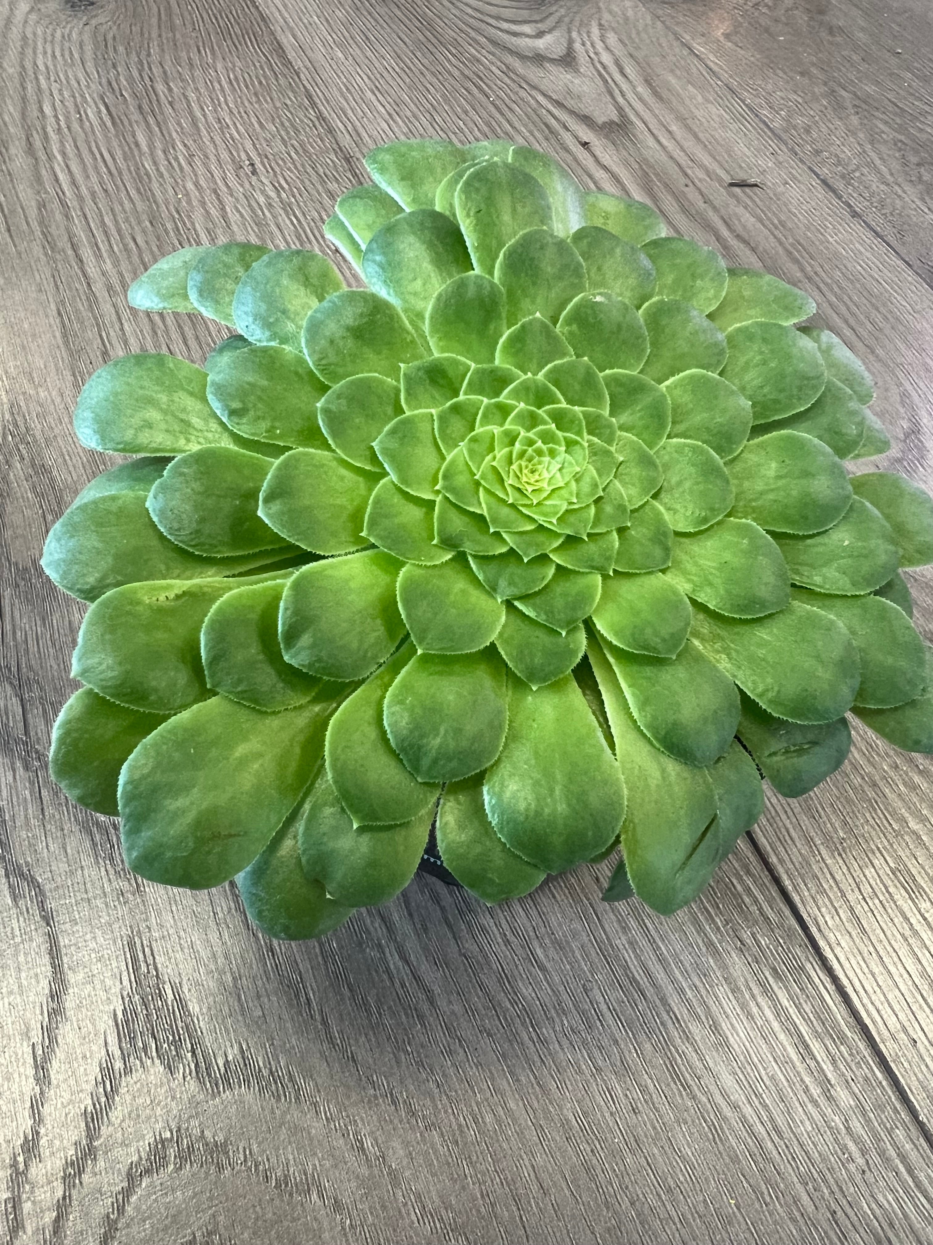 succulent wheel Aeonium 'Wheels of Greenification' – Planted Cauldron