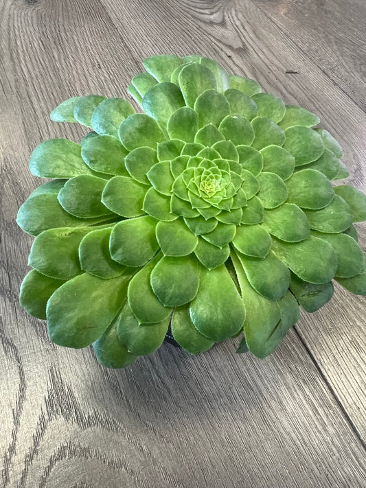 Aeonium ‘Wheels of Greenification’