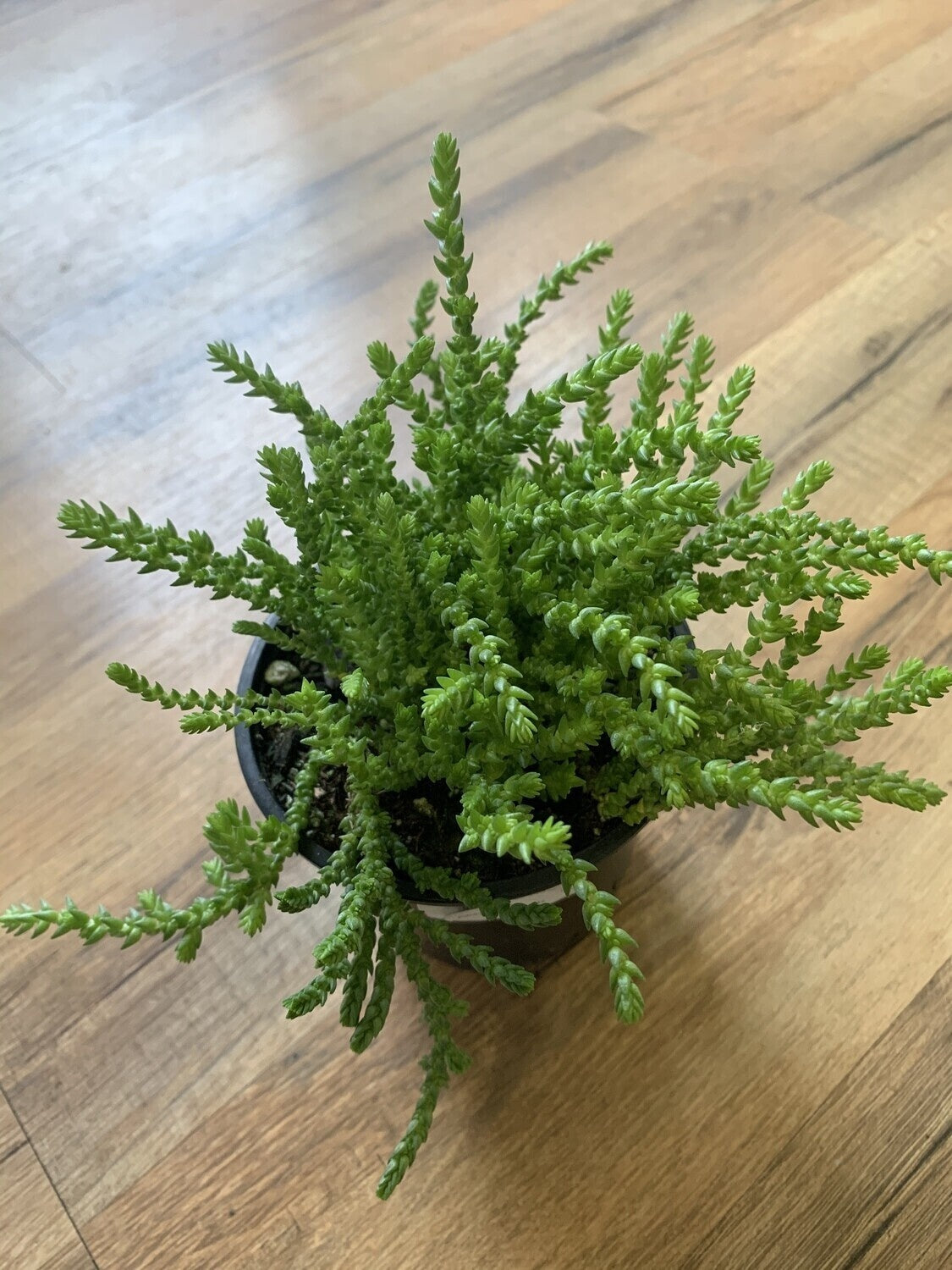 Crassula pseudolycopodiodes 'Medusa Watchchain'