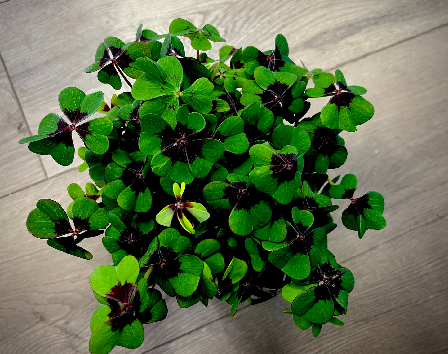 Oxalis Purple 'Iron Cross'