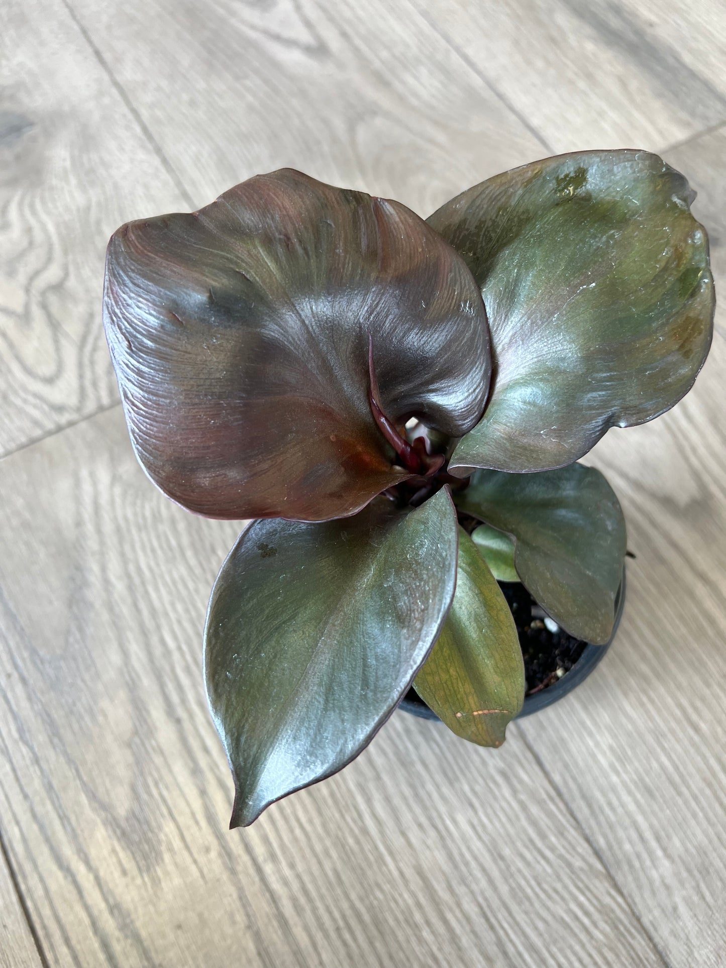 Philodendron 'Red Heart'