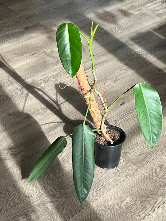 Philodendron helenai