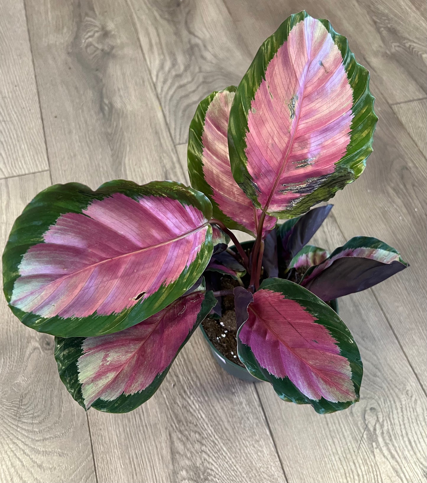 Calathea roseopicta ‘Rosy’
