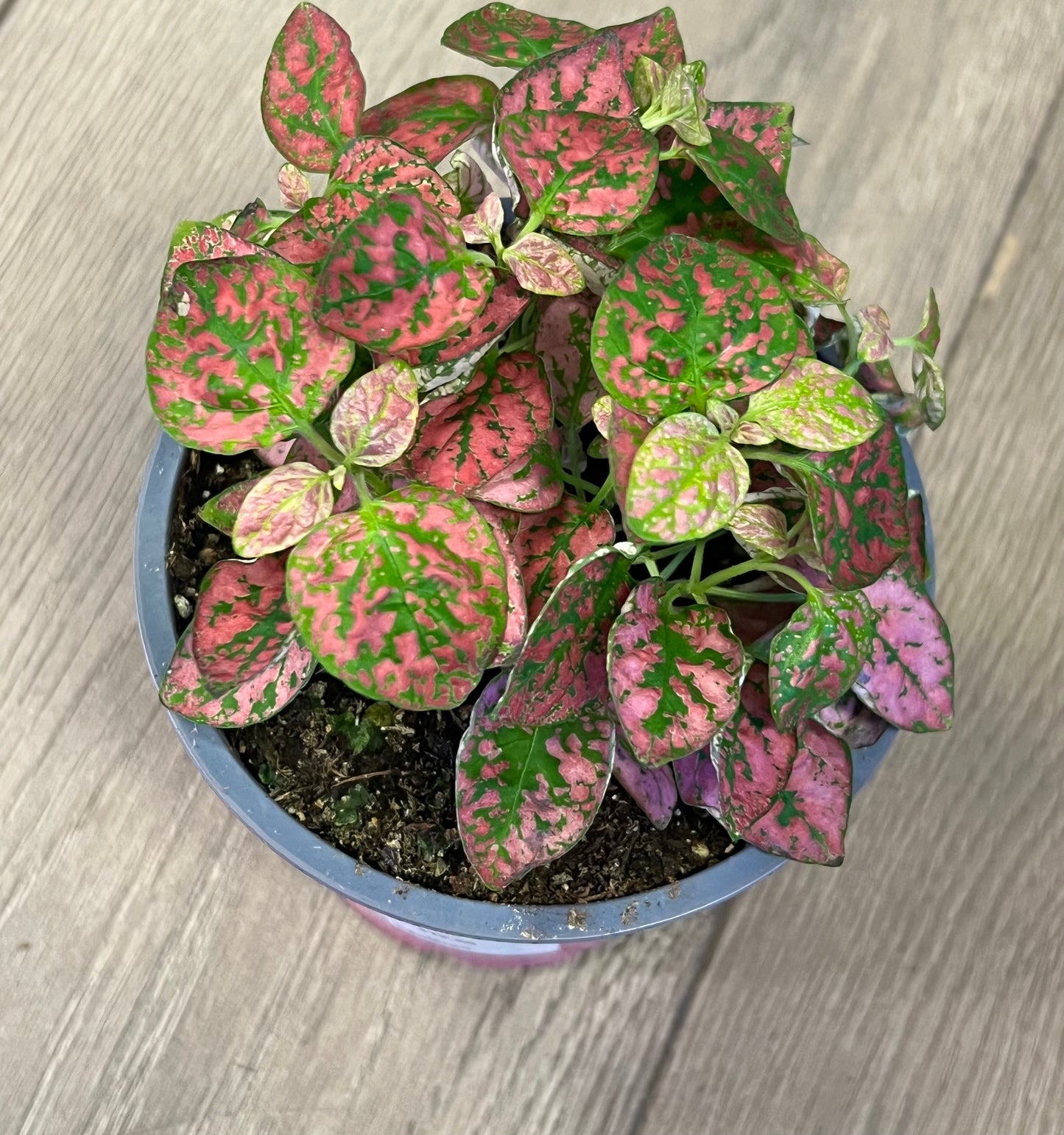Hypoestes phyllostachya 'Red Polka dot Plant'