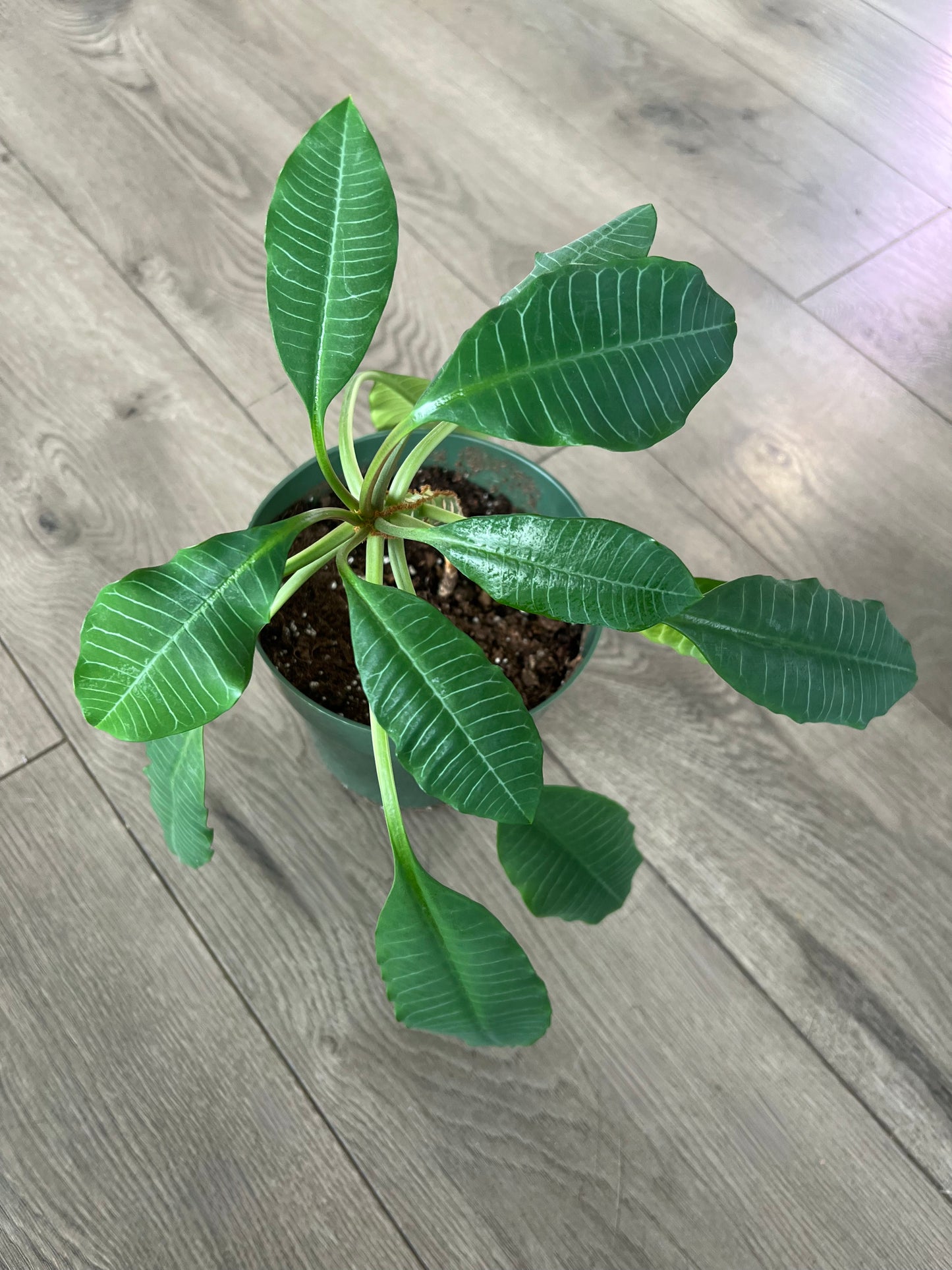 Madagascar Jewel
