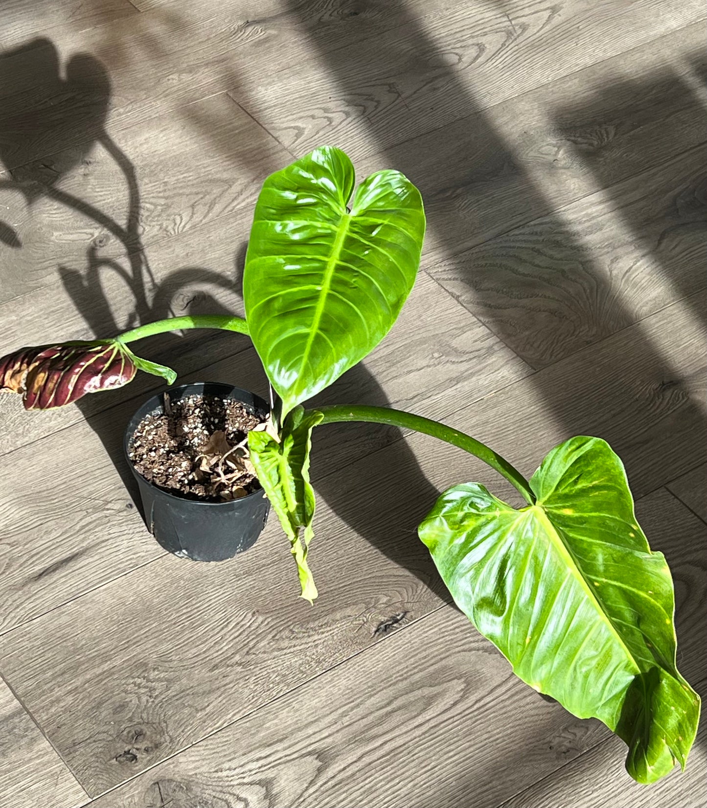 Philodendron subhastatum