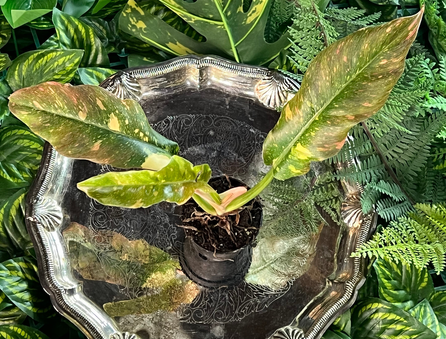 Philodendron 'Ring of Fire'