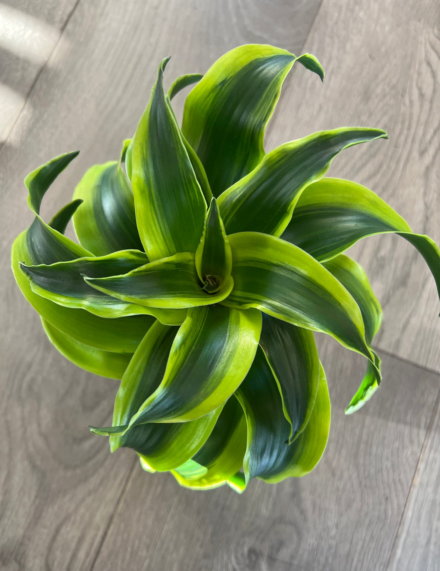 Dracaena ‘Dragon Dorado’