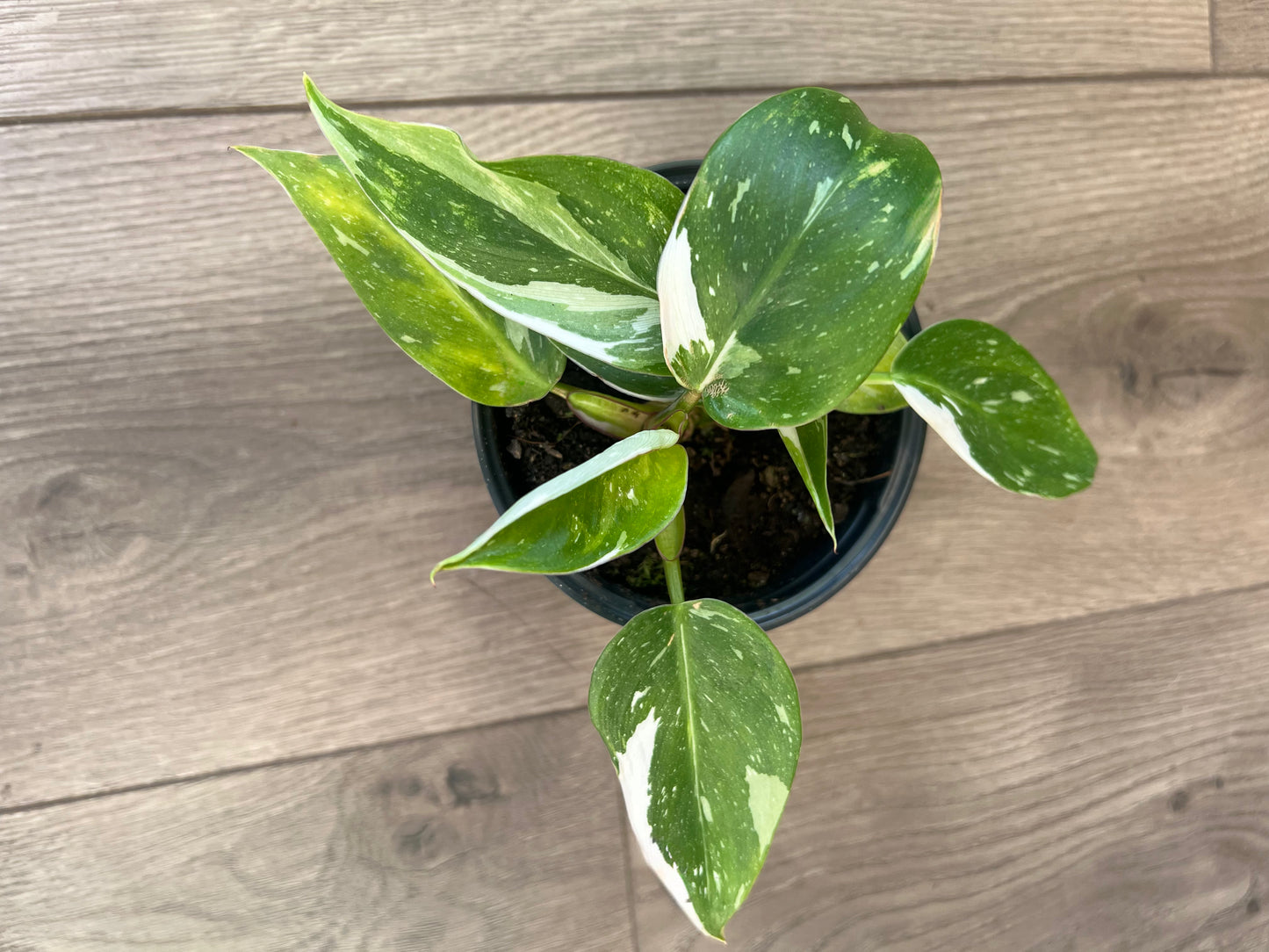 Philodendron 'White Princess'