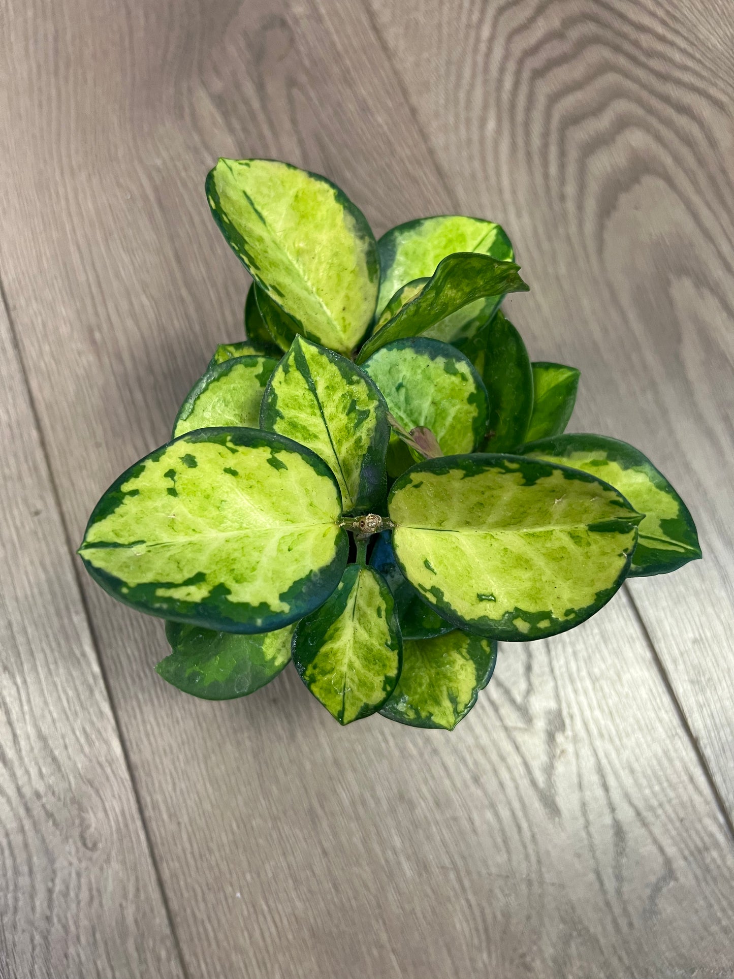 Hoya australious ‘Lisa’