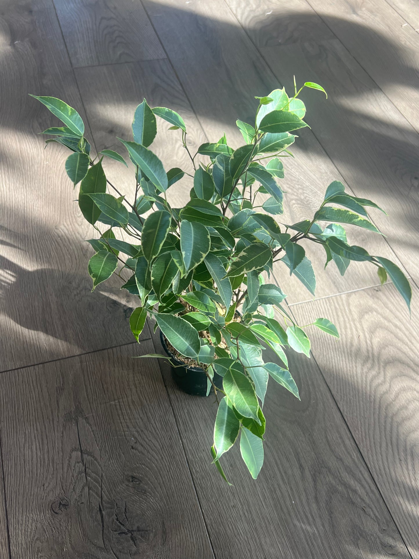 Ficus Benjamin
