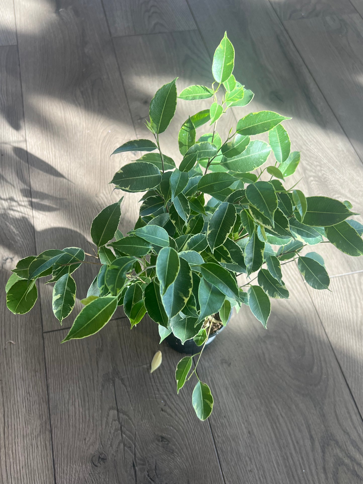 Ficus Benjamin