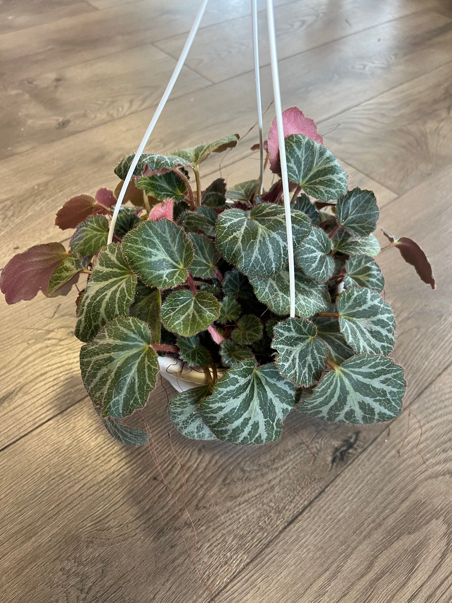 Saxifraga stolonifera 'Strawberry Begonia'