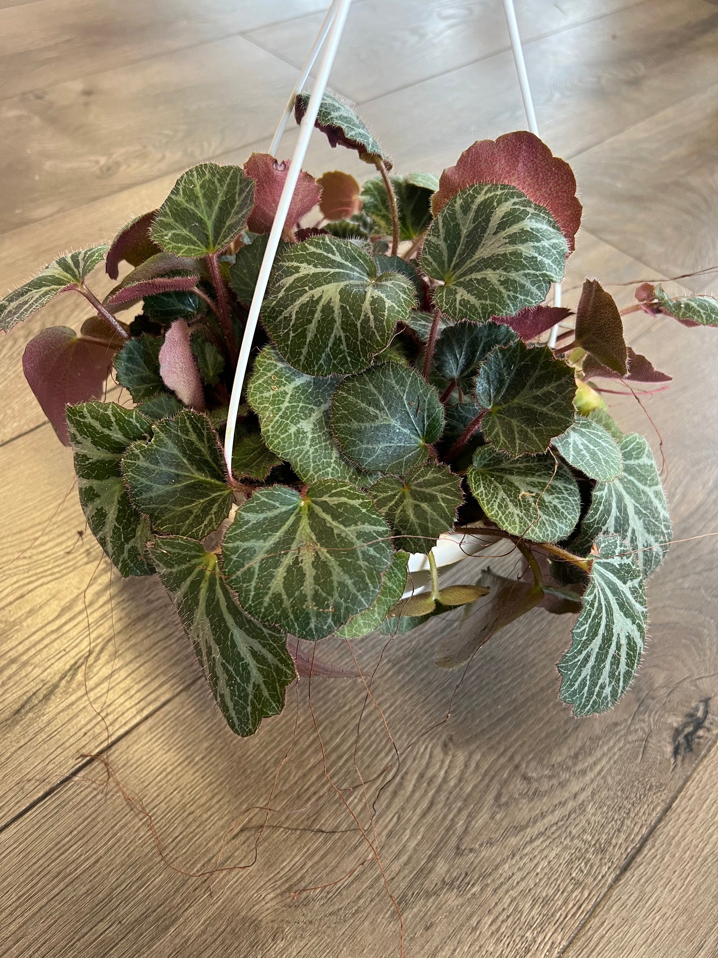 Saxifraga stolonifera 'Strawberry Begonia'